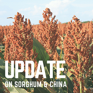 image of sorghum field