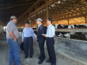 4 People Standing Next to Cows