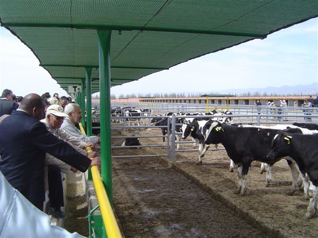 A group of people observing cows