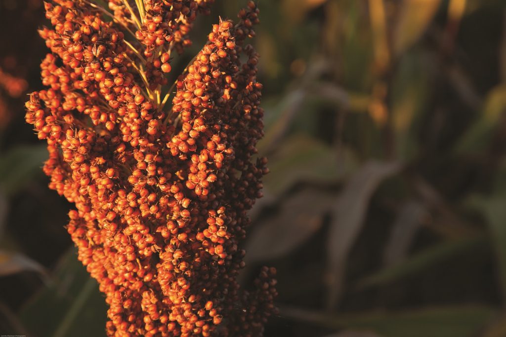 An image of a sorghum head