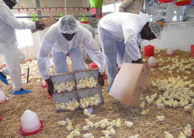 image of three people working with baby chicks