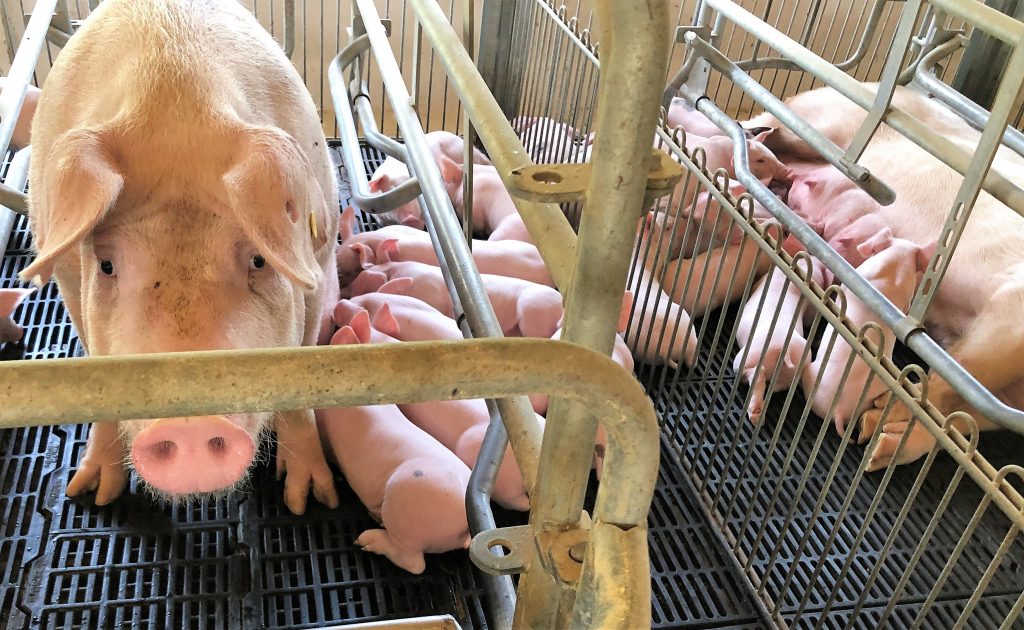 image of two pigs and many piglets in Mexico