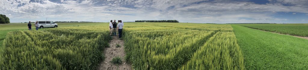 Mexico Craft Brewing Team- team standing in the middle of a barley field