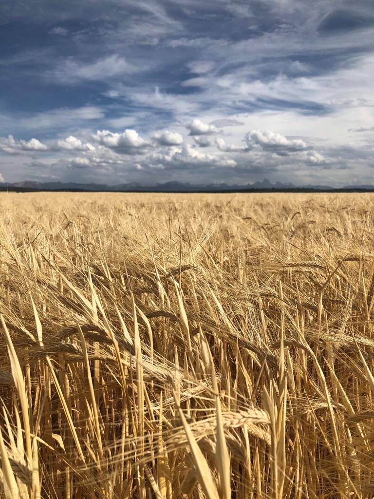 A field of barley