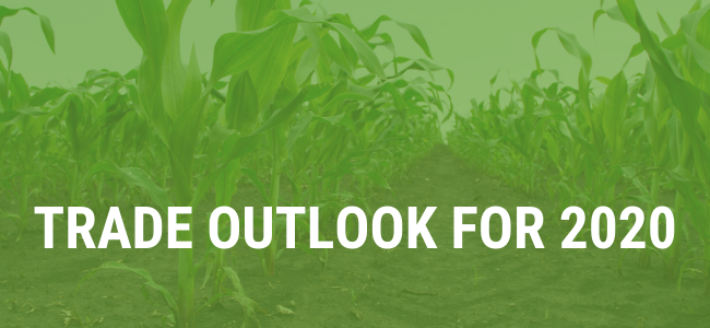 Green Corn Stalks with White Text In front