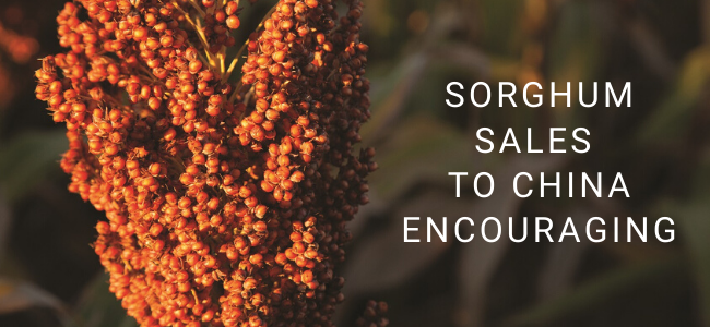 Sorghum Plant Next to White Text