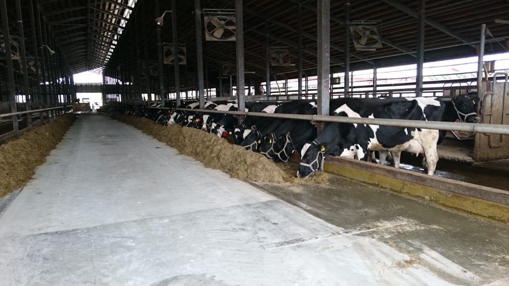 Japanese Dairy Cattle