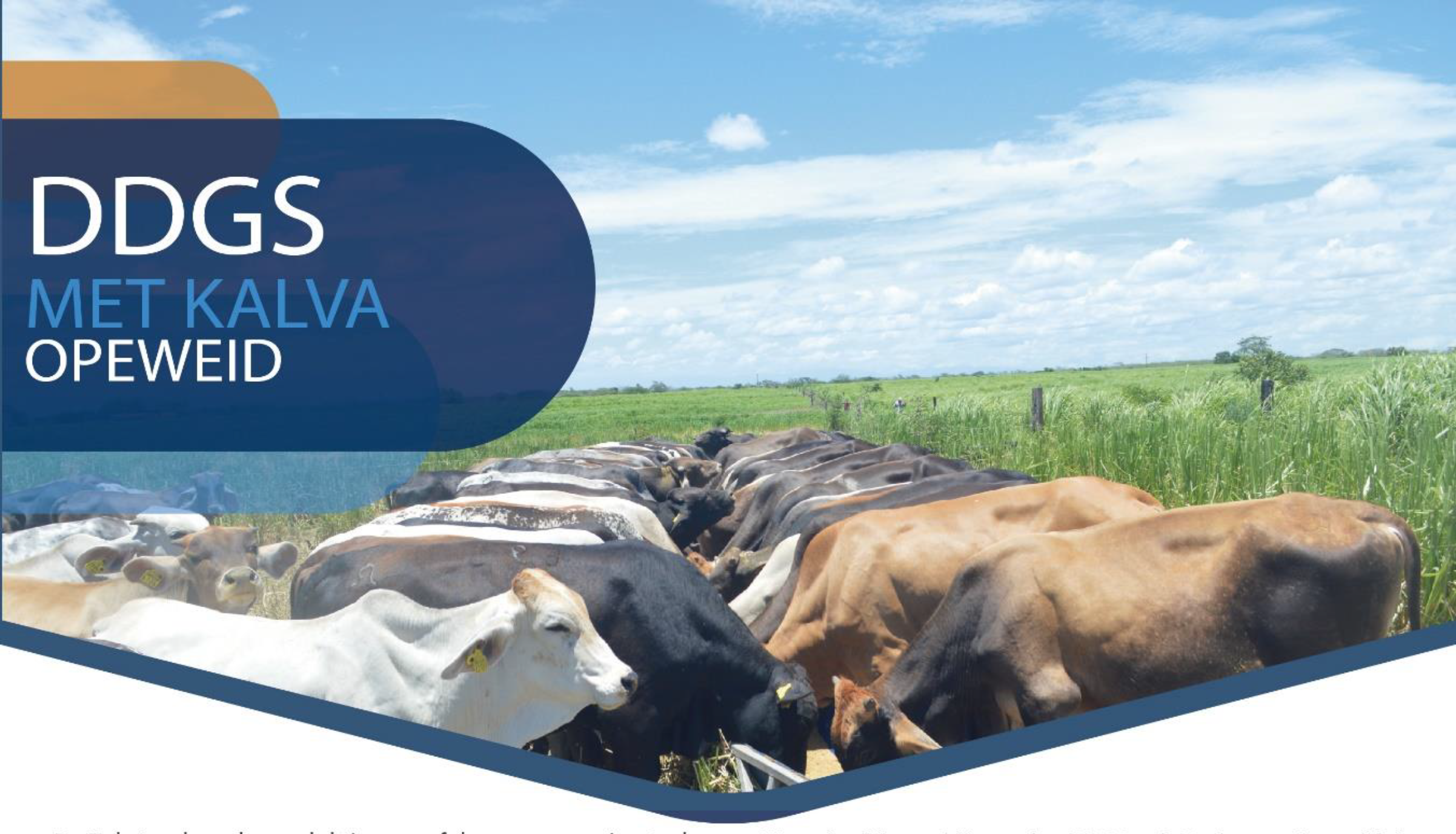 Cows in Field on Sunny Day