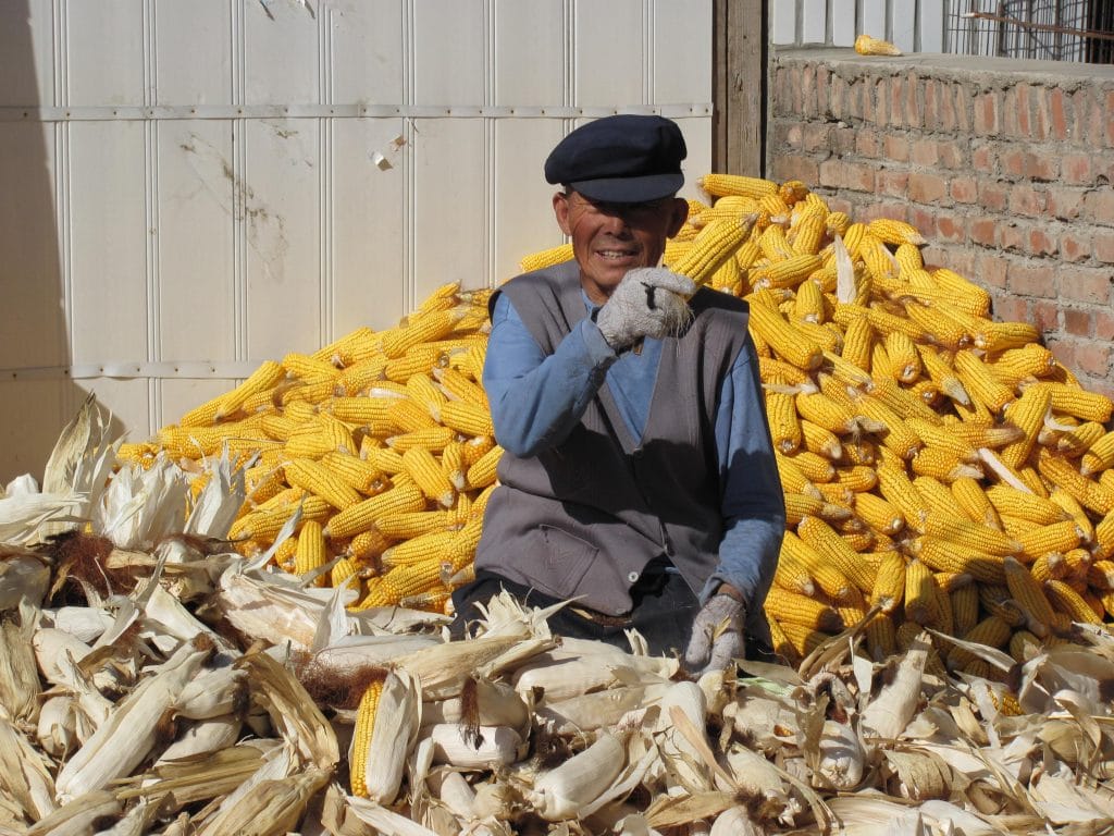 Man Sitting on Pile of Corn Holding Corn