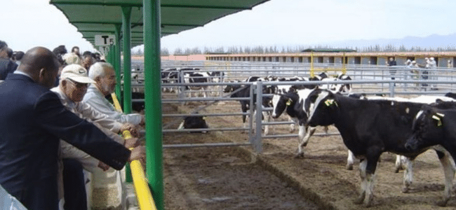 People Looking at Cows