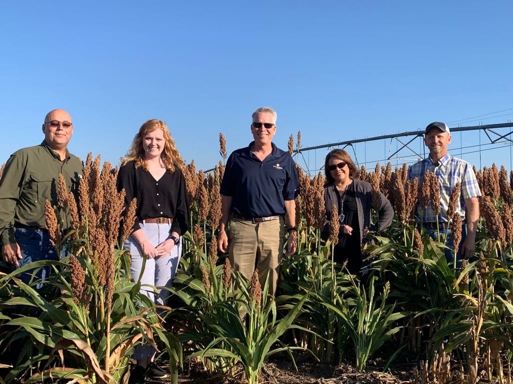 People in a sorghum field.