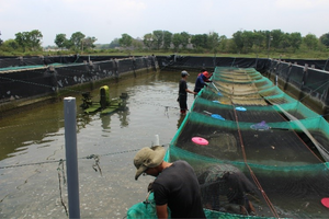 Image of a shrimp farm in Southeast Asia