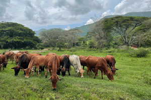 image of a herd of cattle grazing