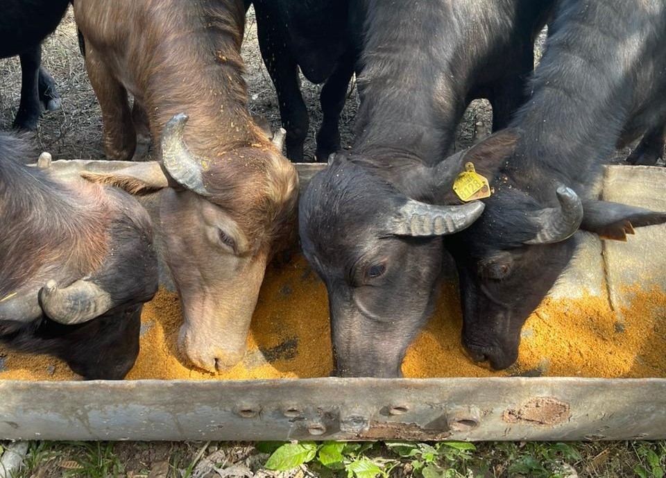 image of four water buffalo eating feed