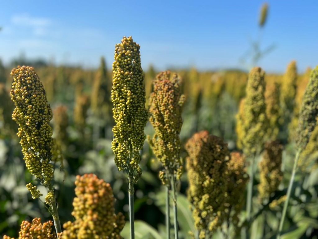 image of sorghum