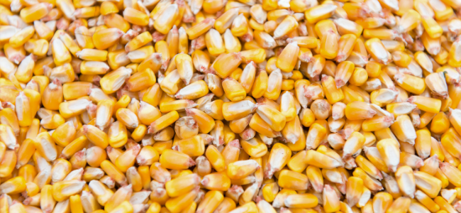 image of corn kernels
