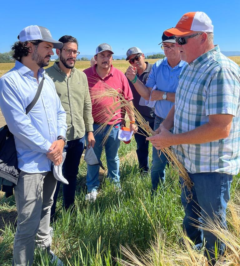 image of a group of men looking at barley in a field
