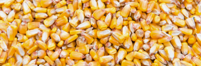image of corn